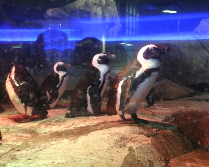Penguins Photo at The National Aviary